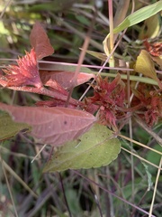 Acalypha gracilens