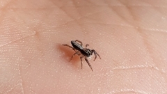 Platycryptus californicus