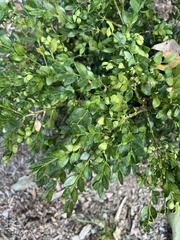 Ilex crenata