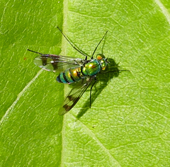 Condylostylus patibulatus
