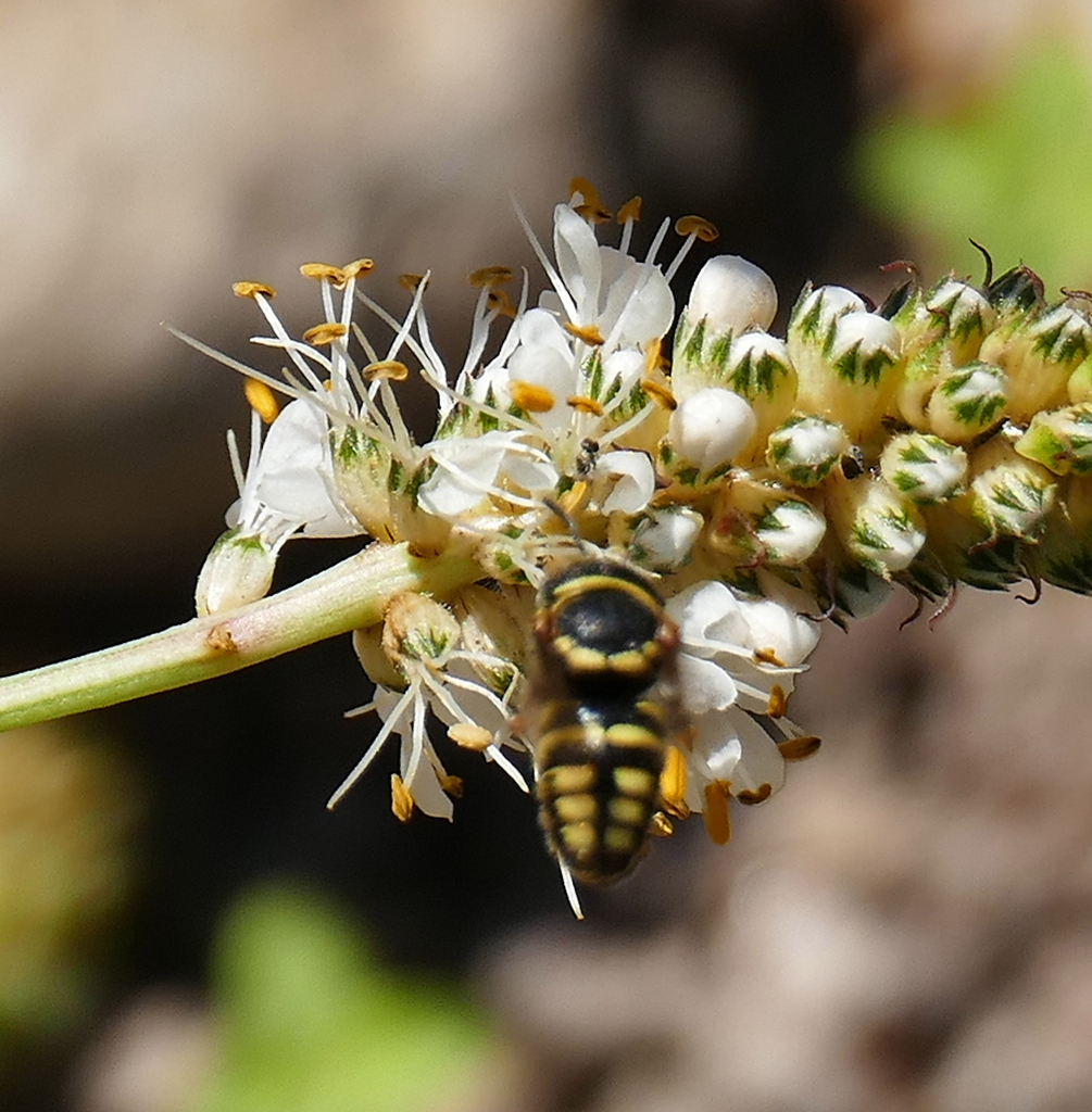 Gila Rotund-Resin Bee