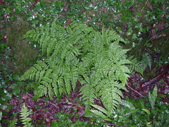 Dryopteris aemula