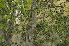 Aspidosperma quebracho-blanco