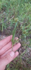 Cyperus schweinitzii