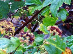 Physocarpus capitatus