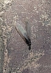 Reticulitermes hesperus