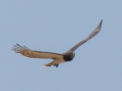 Circaetus pectoralis