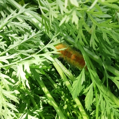Erebidae