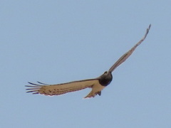 Circaetus pectoralis