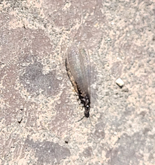 Reticulitermes hesperus