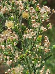 Erigeron canadensis