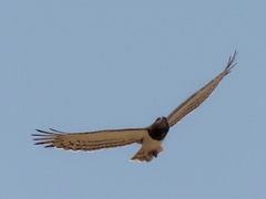 Circaetus pectoralis