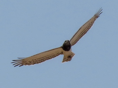 Circaetus pectoralis