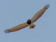 Circaetus pectoralis