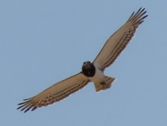 Circaetus pectoralis