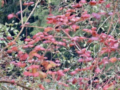 Acer circinatum