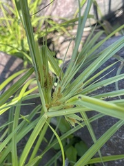 Cyperus erythrorhizos