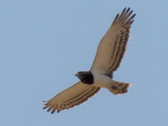 Circaetus pectoralis