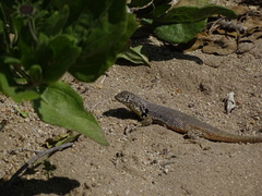 Liolaemus nigromaculatus