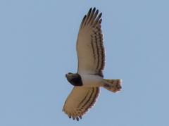 Circaetus pectoralis