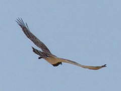 Circaetus pectoralis