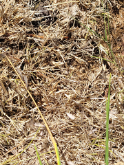 Reticulitermes hesperus