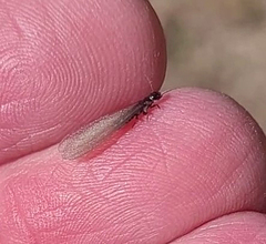 Reticulitermes hesperus