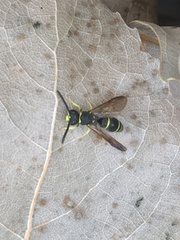 Ancistrocerus