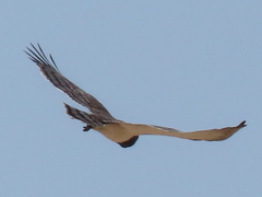 Circaetus pectoralis