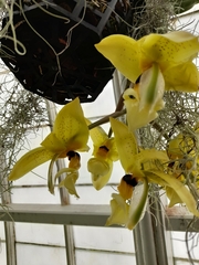 Stanhopea wardii