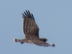 Circaetus pectoralis