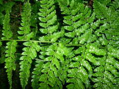 Dryopteris aemula