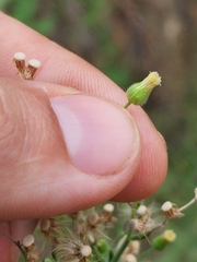 Erigeron canadensis