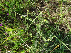 Potentilla argentea