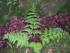 Dryopteris aemula