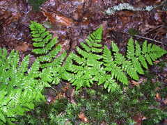 Dryopteris aemula
