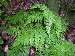 Dryopteris aemula