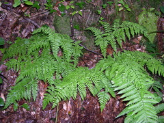 Dryopteris aemula