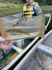 Ptychocheilus oregonensis