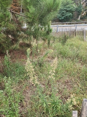 Erigeron canadensis