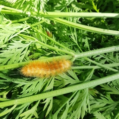Erebidae
