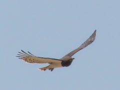 Circaetus pectoralis