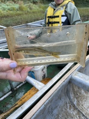 Ptychocheilus oregonensis