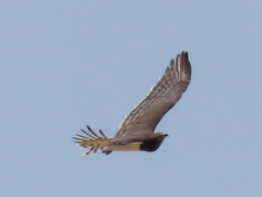 Circaetus pectoralis