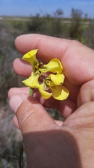 Moraea bellendenii