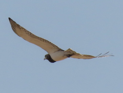 Circaetus pectoralis