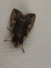 Lithophane hemina