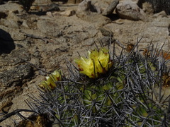 Copiapoa echinoides