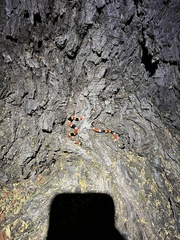 Micruroides euryxanthus