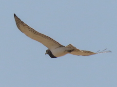 Circaetus pectoralis
